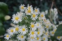 Tuinplant.nl Aster