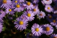 Tuinplant.nl Aster