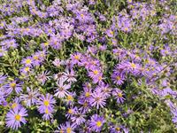 Tuinplant.nl Grootbladige aster