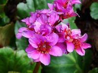 Tuinplant.nl Schoenlappersplant