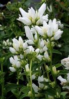 Tuinplant.nl Klokjesbloem