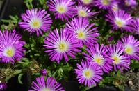 Tuinplant.nl IJsbloem