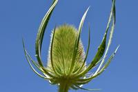 Tuinplant.nl Grote kaardebol