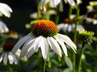 Tuinplant.nl Zonnehoed