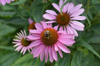 Tuinplant.nl Zonnehoed