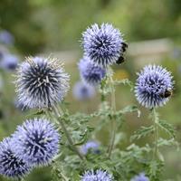 Tuinplant.nl Kogeldistel