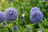 Tuinplant.nl Kogeldistel