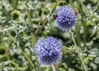 Tuinplant.nl Kogeldistel
