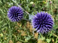 Tuinplant.nl Kogeldistel