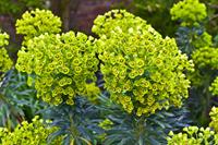 Tuinplant.nl Wolfsmelk