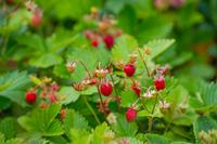 Tuinplant.nl Bosaardbei