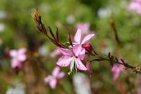 Tuinplant.nl Prachtkaars