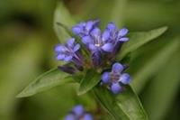 Tuinplant.nl Gentiaan