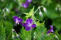 Tuinplant.nl Ooievaarsbek