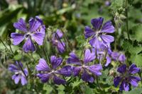 Tuinplant.nl Ooievaarsbek