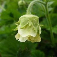 Tuinplant.nl Knikkend Nagelkruid