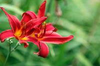 Tuinplant.nl Daglelie