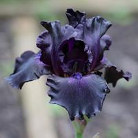 Tuinplant.nl Lis