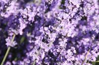 Tuinplant.nl Lavendel