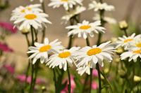 Tuinplant.nl Margriet