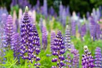 Tuinplant.nl Lupine