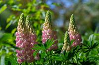 Tuinplant.nl Lupine