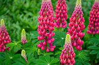 Tuinplant.nl Lupine