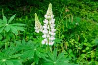 Tuinplant.nl Lupine