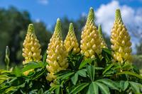 Tuinplant.nl Lupine