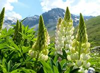 Tuinplant.nl Lupine