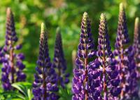 Tuinplant.nl Lupine