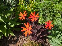 Tuinplant.nl Koekoeksbloem