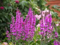 Tuinplant.nl Grote kattenstaart