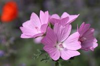 Tuinplant.nl Muskuskaasjeskruid