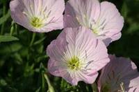 Tuinplant.nl Teunisbloem