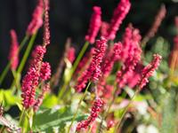 Tuinplant.nl Duizendknoop