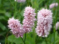 Tuinplant.nl Duizendknoop