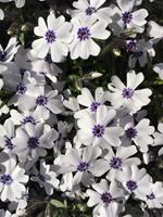 Tuinplant.nl Kruipphlox