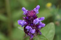 Tuinplant.nl Gewone Brunel