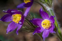 Tuinplant.nl Wildemanskruid