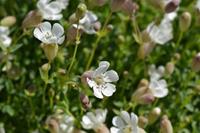 Tuinplant.nl Lijmkruid