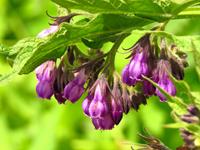 Tuinplant.nl Smeerwortel