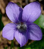 Tuinplant.nl Maarts Viooltje