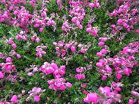 Tuinplant.nl Roze Ierse heide