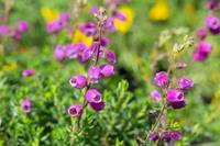 Tuinplant.nl Paarse Ierse heide