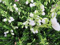 Tuinplant.nl Witte Ierse heide