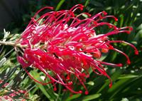 Tuinplant.nl Australische zilvereik