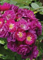 Tuinplant.nl Klimroos