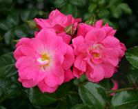 Tuinplant.nl Bodembedekkende roos