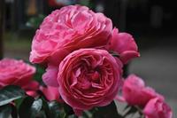 Tuinplant.nl Roze Trosroos
